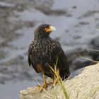 Caracara