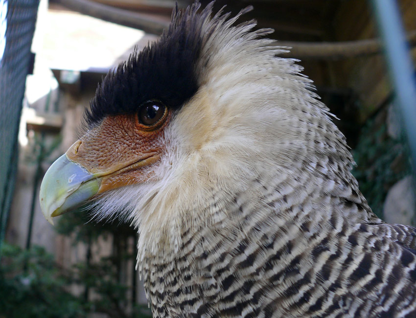 Caracara