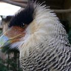 Caracara