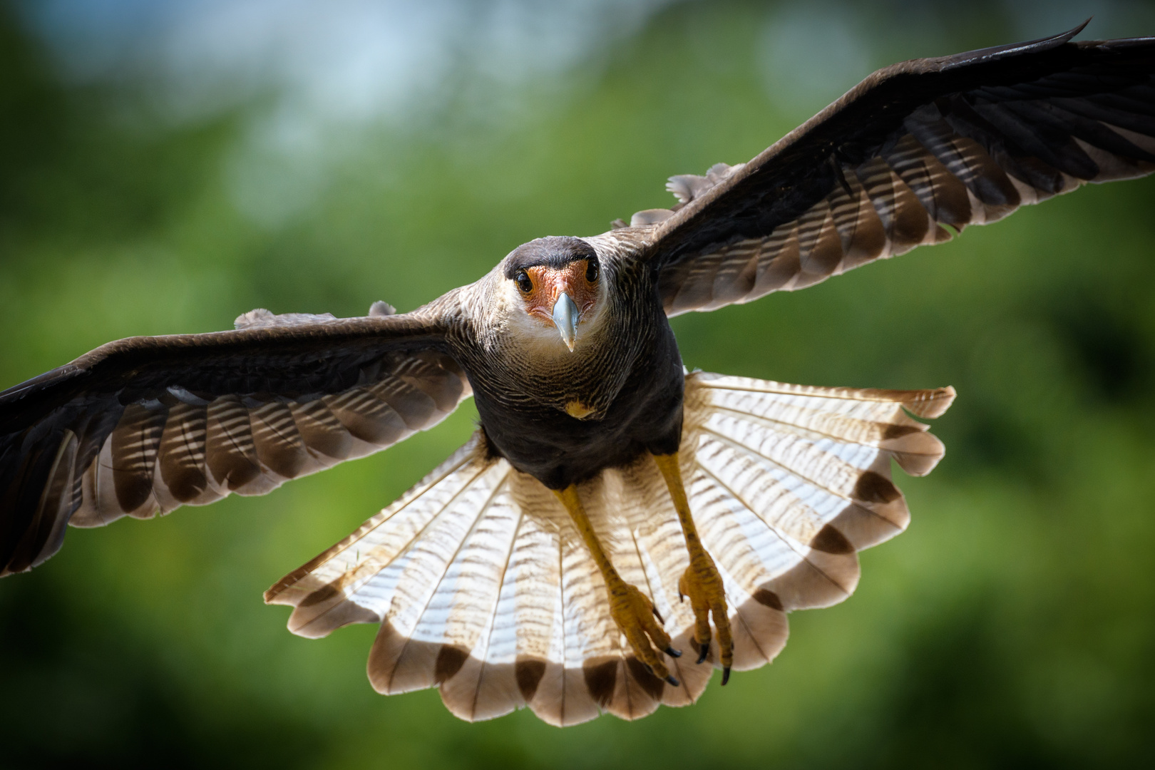 Caracará