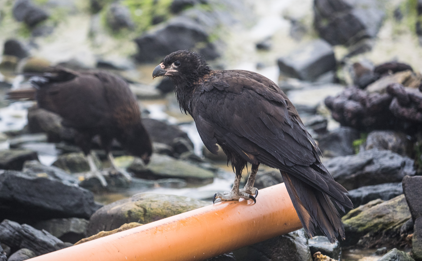 Caracara