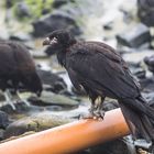 Caracara