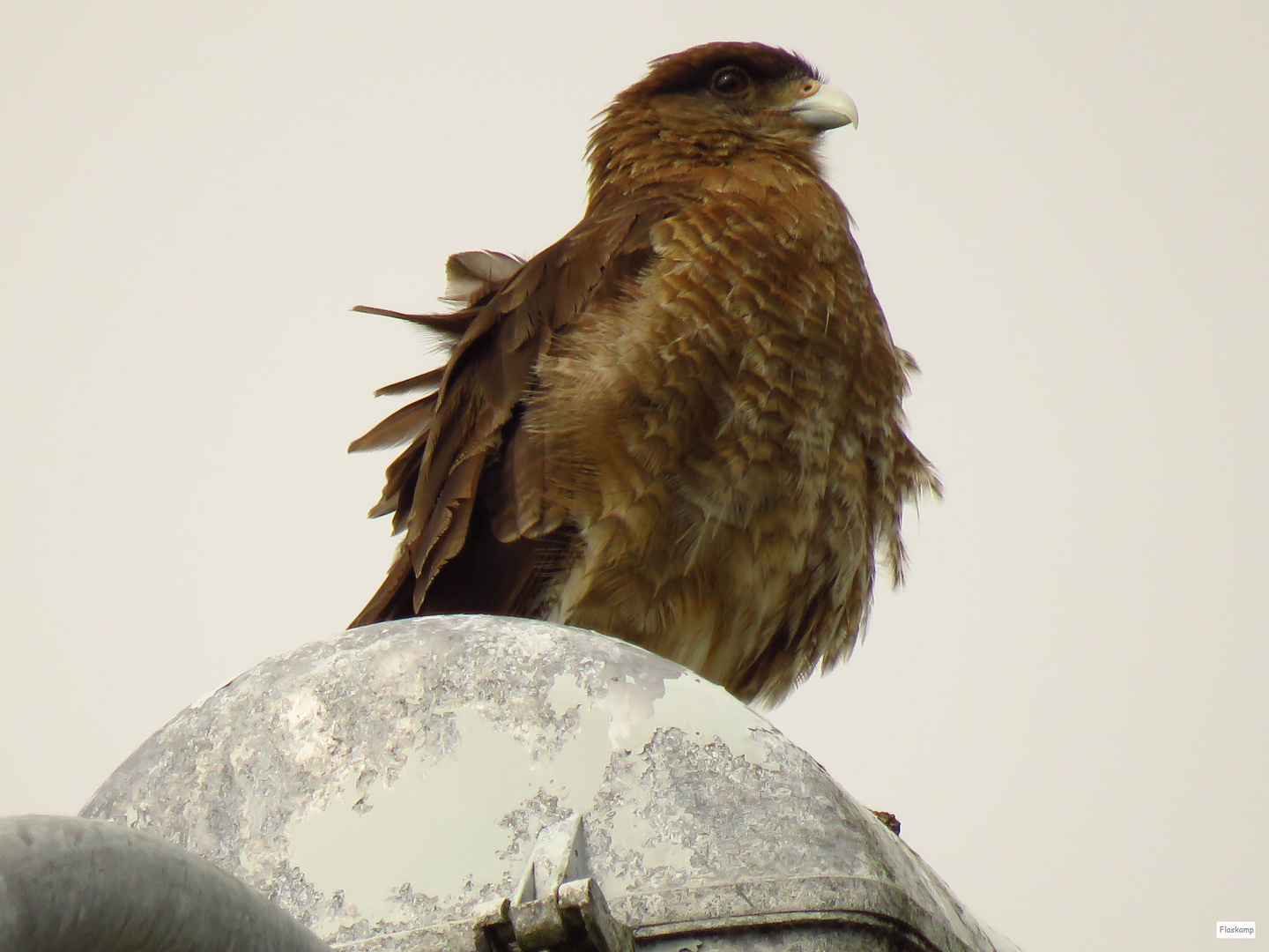 Caracara auf Laterne.....