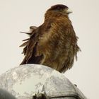 Caracara auf Laterne.....