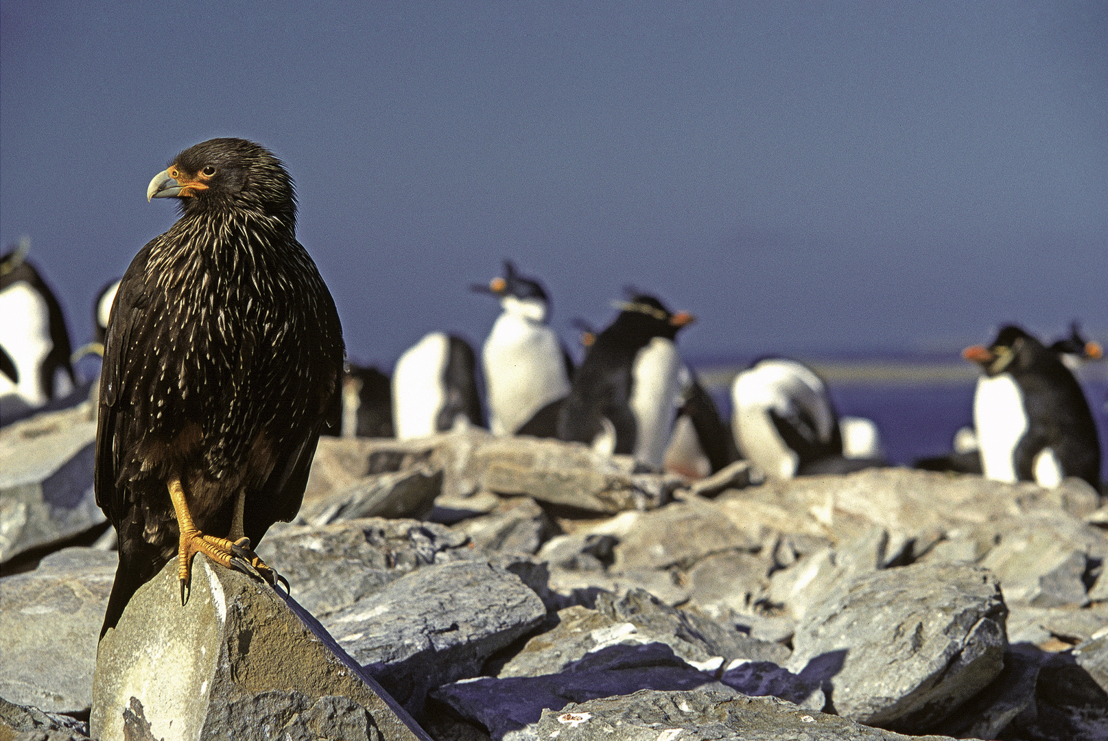 Caracara