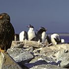 Caracara