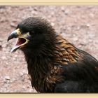 CARACARA CHIMANGO