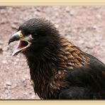 CARACARA CHIMANGO