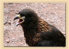 CARACARA CHIMANGO