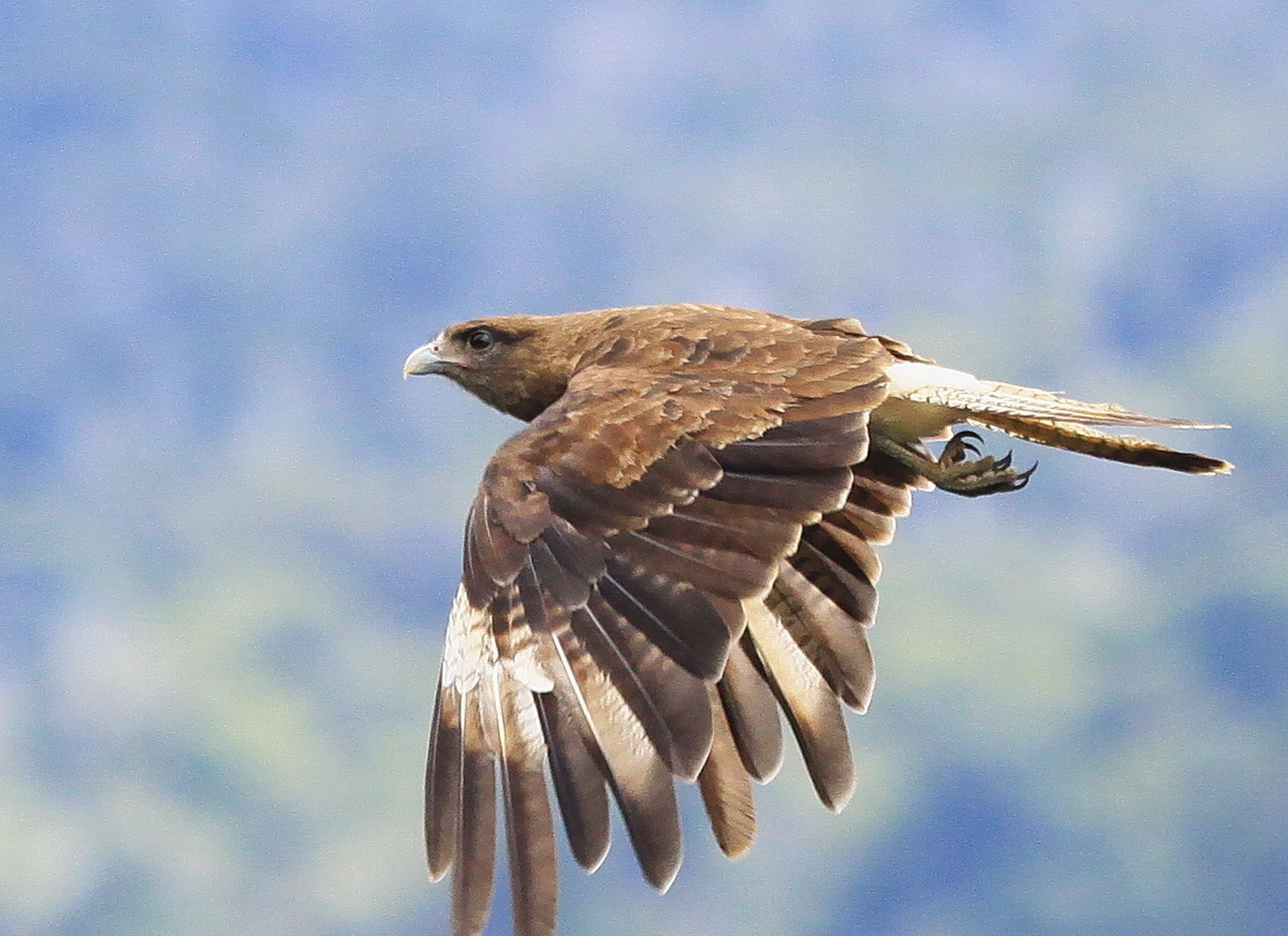 Caracara Chimango