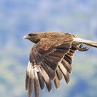 Caracara Chimango