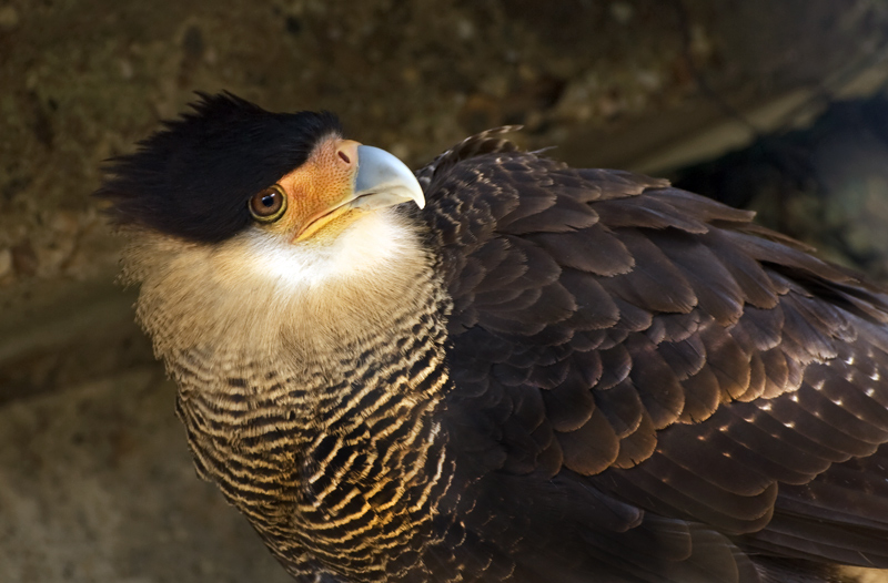 Caracara crestato