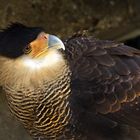 Caracara crestato