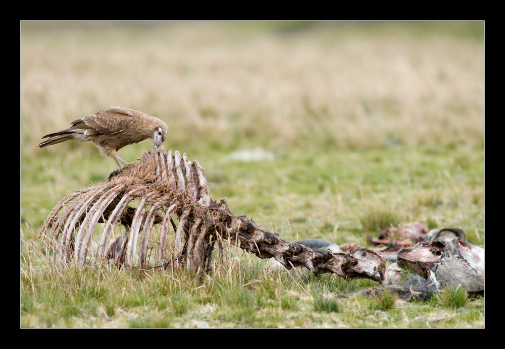 Caracara