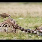 Caracara