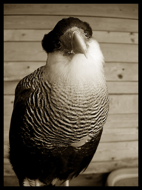 caracara