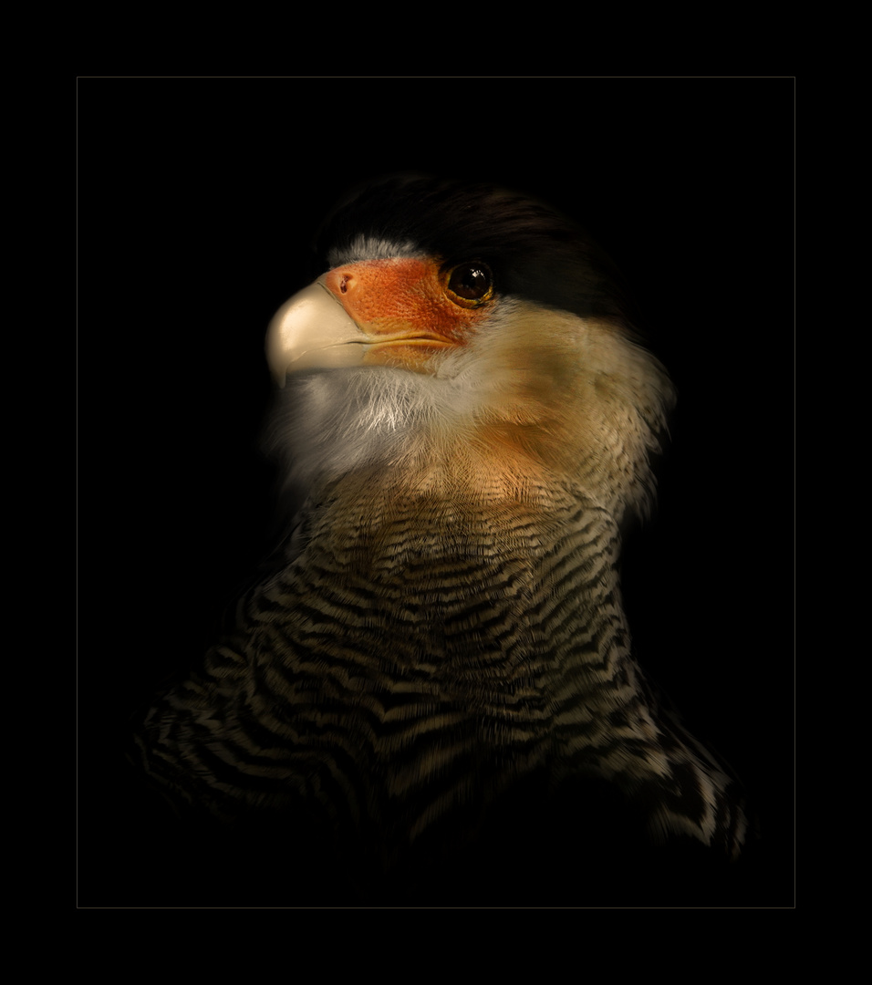 Caracara huppé