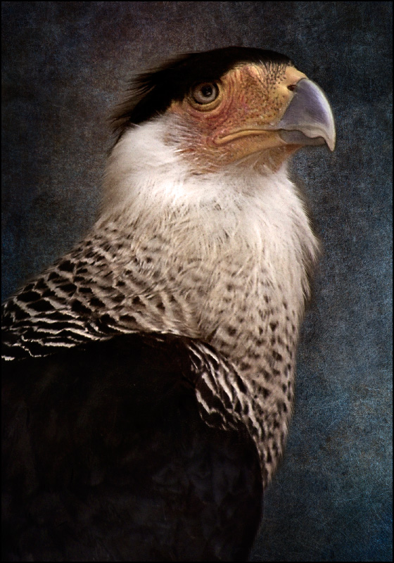 caracara huppé