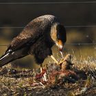 Caracara - Patagonien 2008