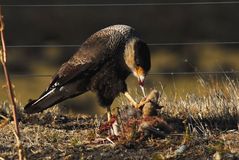 Caracara - Patagonien 2008