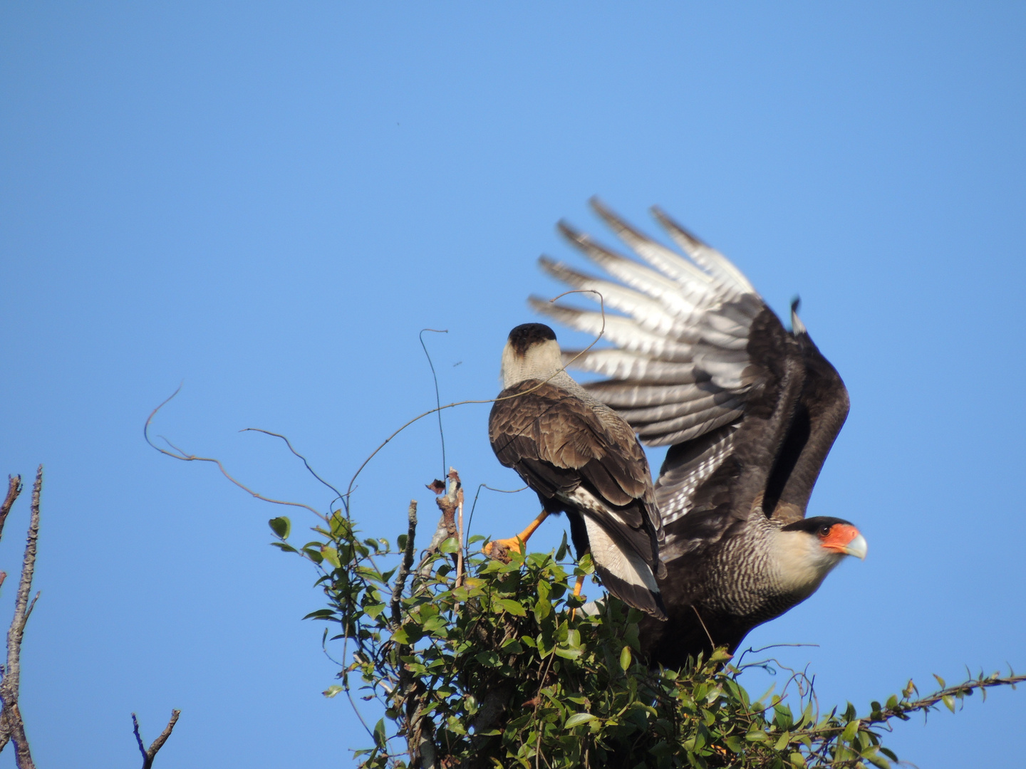 Caracara plancus