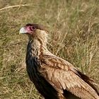 Caracara plancus