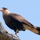 Caracara plancus