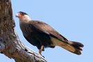 ES: Caracara plancus von Lucas Tevez 