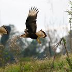 Caracara plancus Despegando