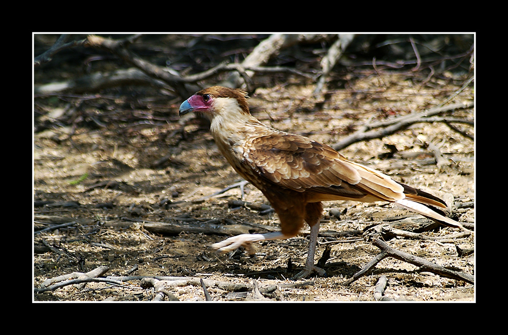 Caracara plancus