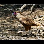 Caracara plancus