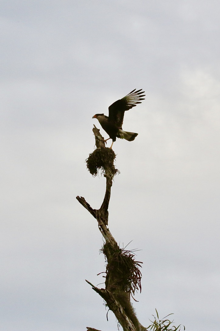 Caracara plancus - festhalten