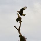 Caracara plancus - festhalten