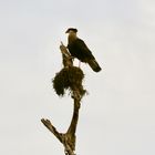 Caracara plancus - halten