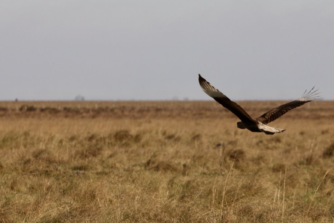 Caracara plancus  -  in die Weite