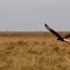 Caracara plancus  -  in die Weite