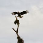 Caracara plancus - Landeanflug