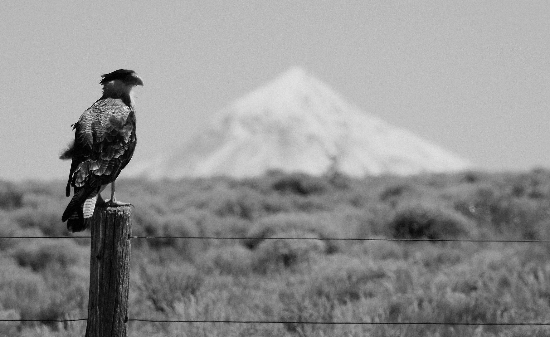 Caracara y Lanin