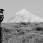 Caracara y Lanin