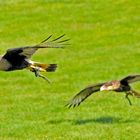 Caracaras