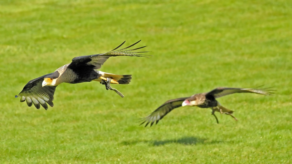 Caracaras