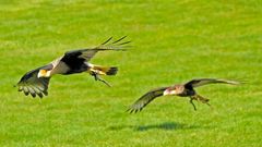 Caracaras