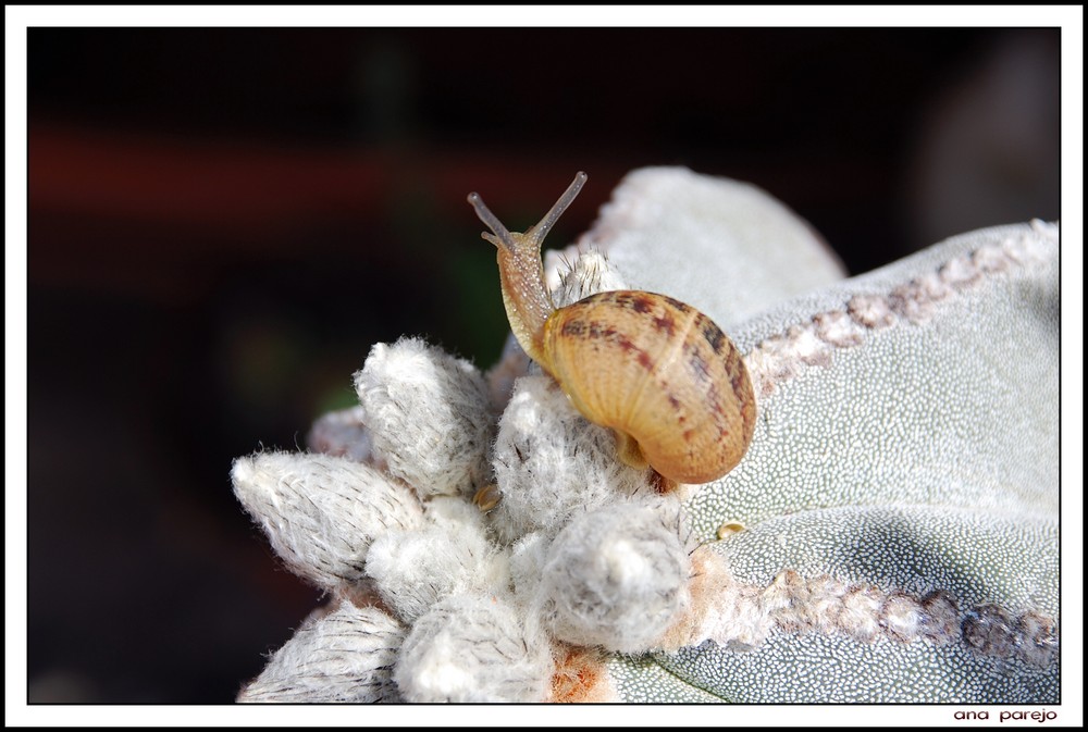 caracol