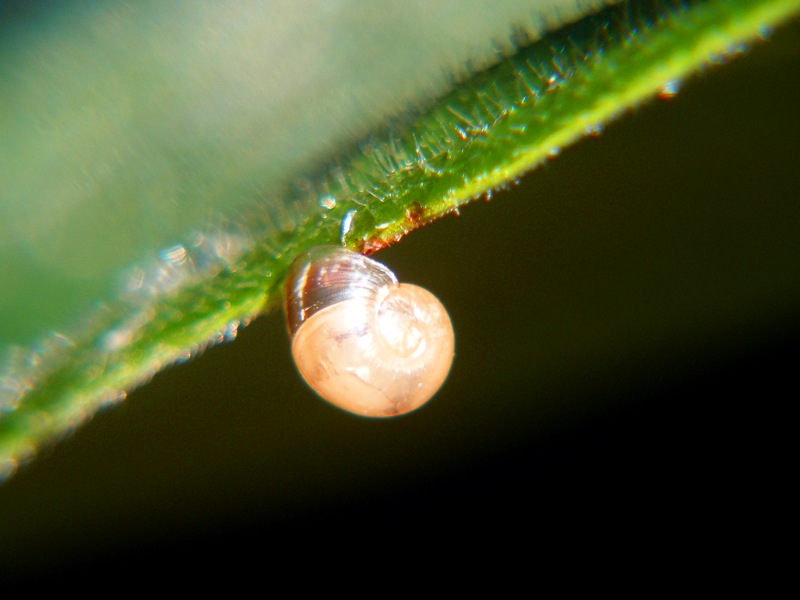 Caracol