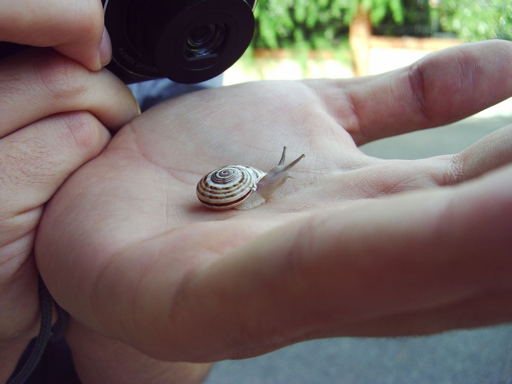 Caracol