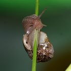 caracol