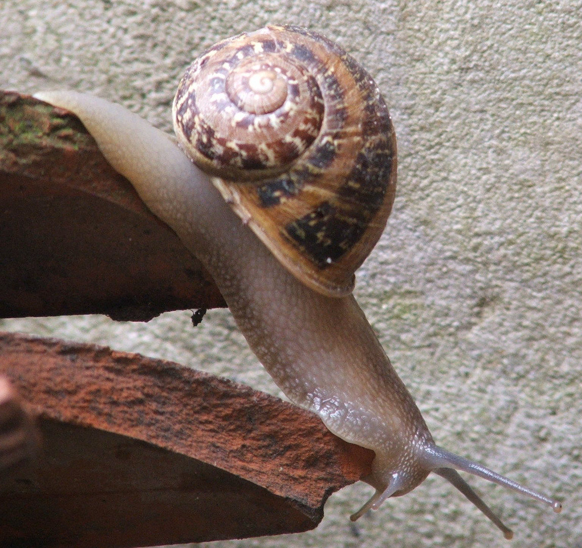 Caracol