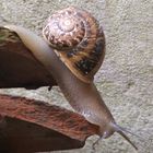 Caracol