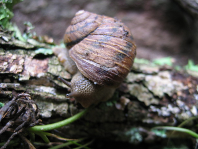 Caracol