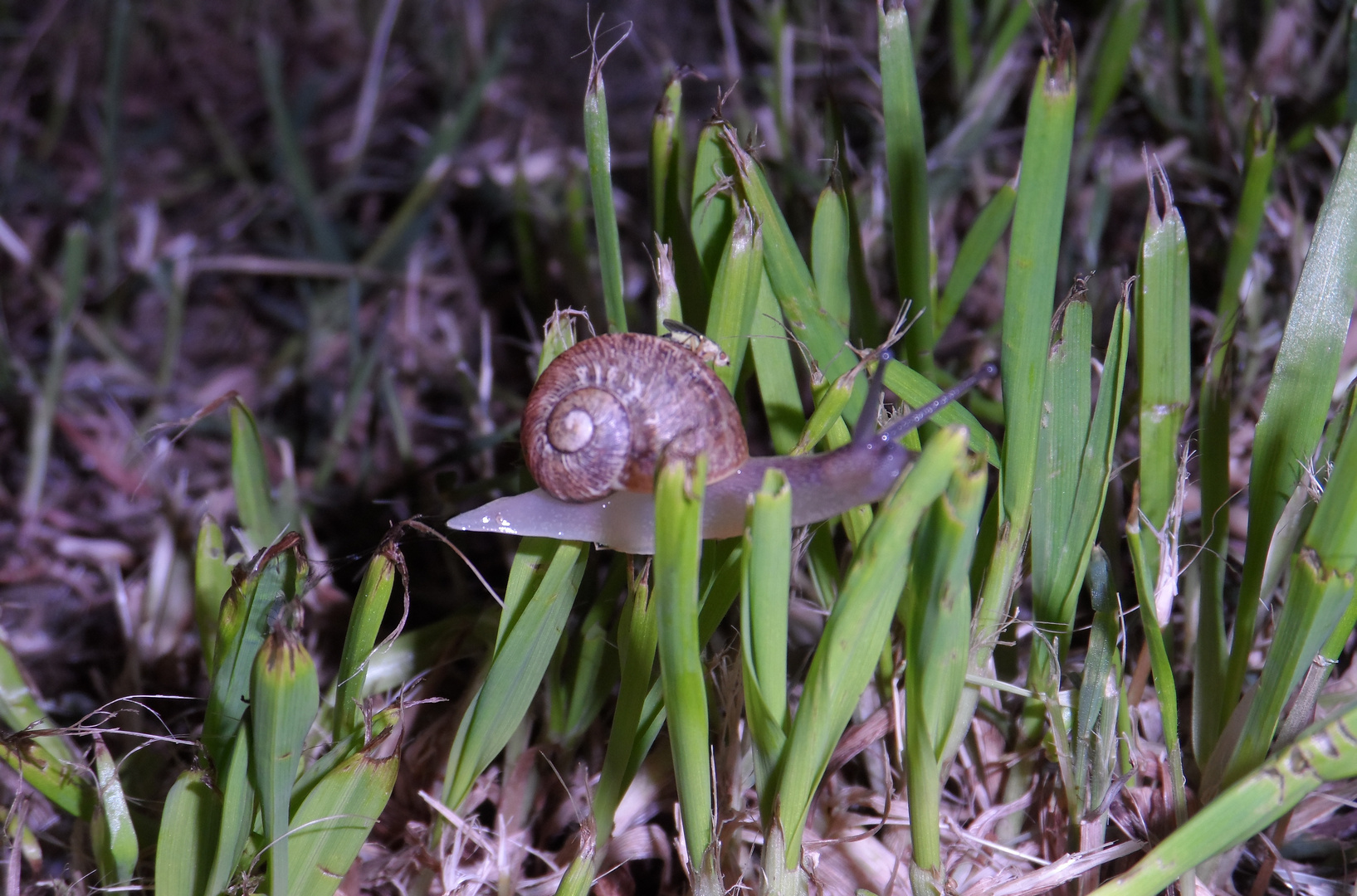 Caracol